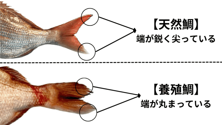 料理人が教える魚の選び方【目的別にチェックポイントを解説】