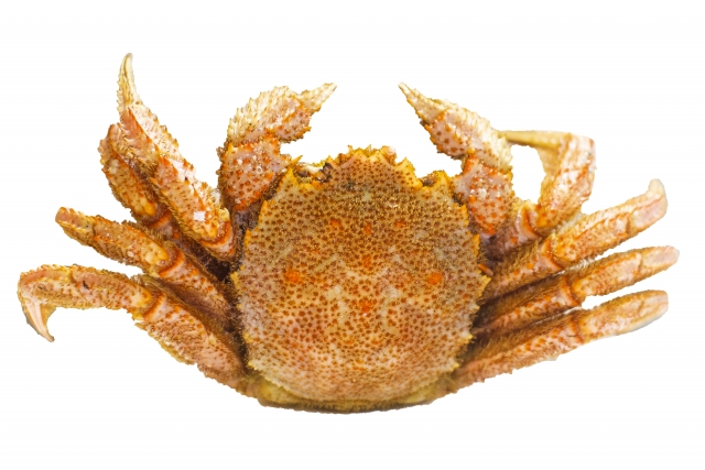 hairy-crab