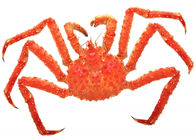 king-crab