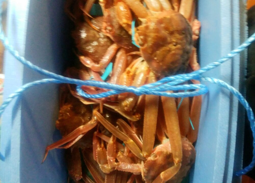 live-kobako-crab