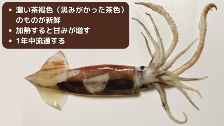 簡単なイカの選び方と部位ごとのおいしい食べ方【食材選び】