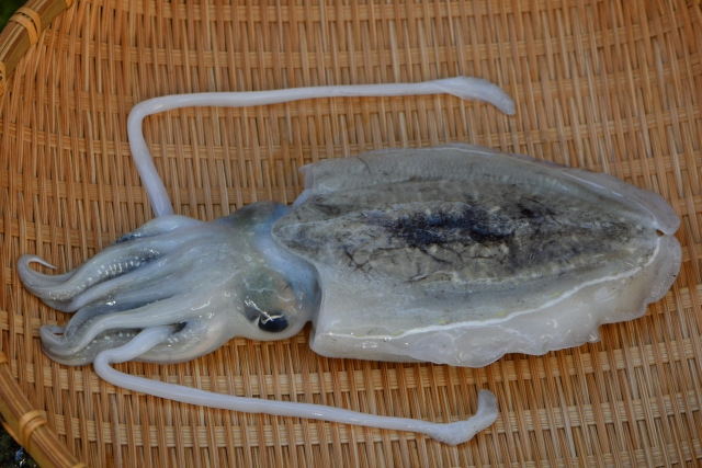 cuttlefish-on-a-colander