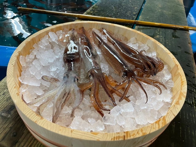 fresh-Japanese-flying-squid