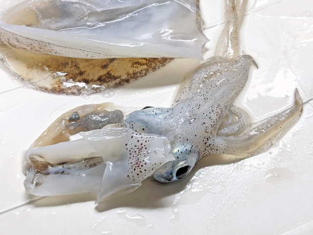 squid-geso
