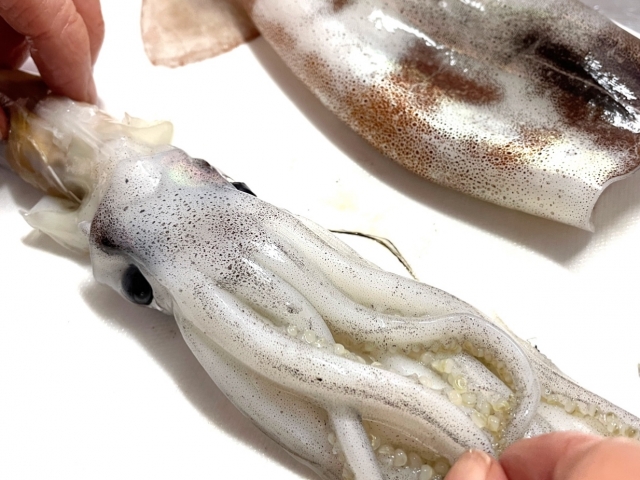 squid-preparation
